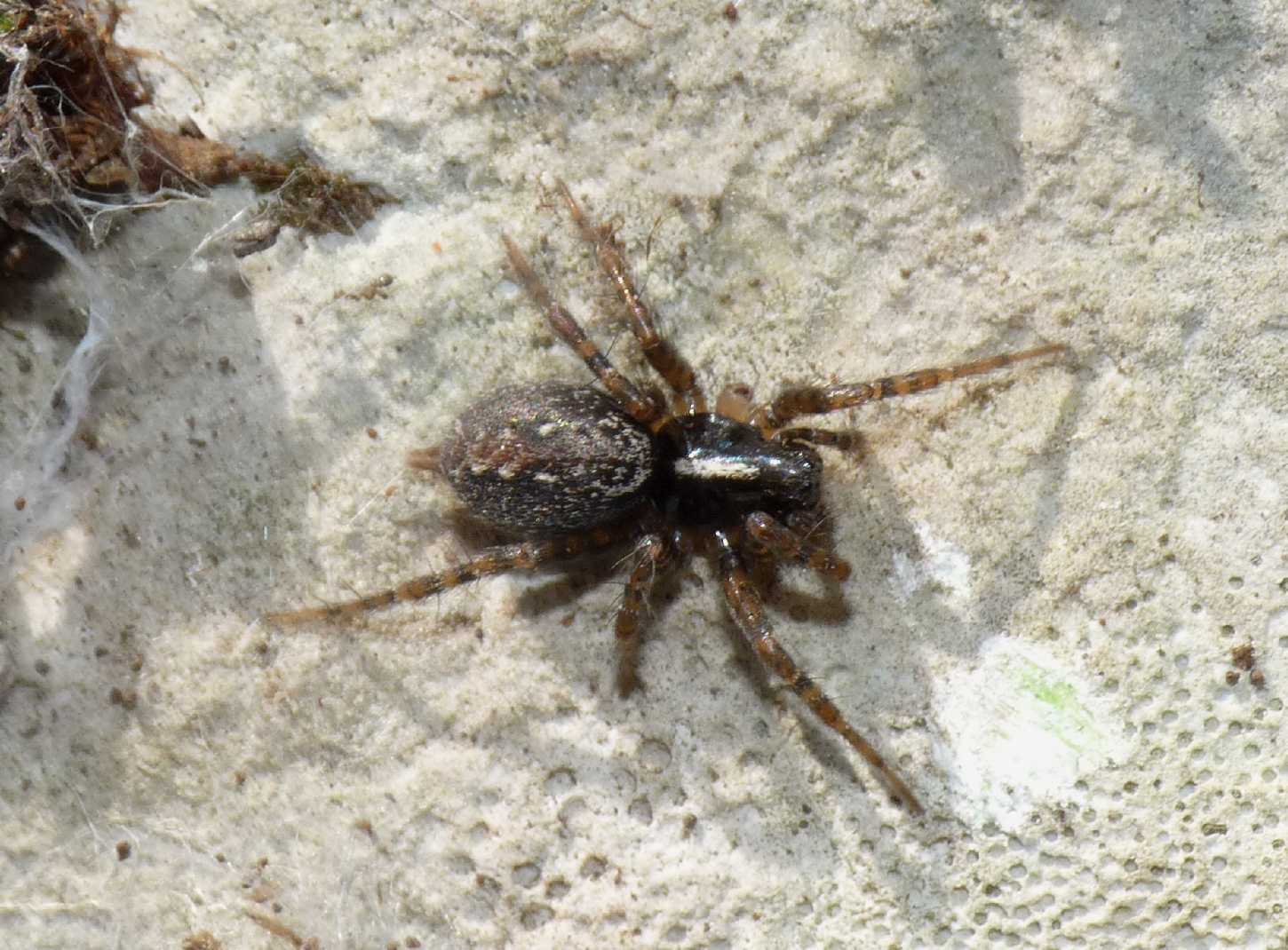 Textrix sp.
